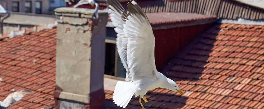 Residential Chimney Animal Removal Solution in Maryland City, MD