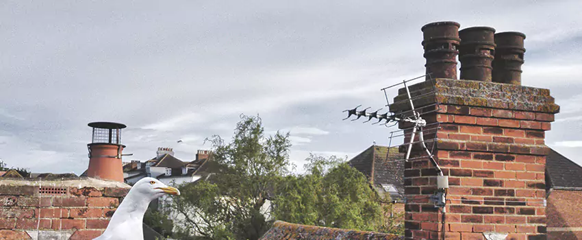 Chimney Cleaning And Restoration in Maryland City, Maryland